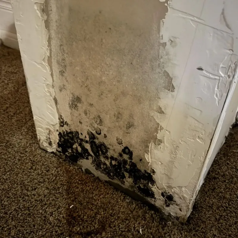 Professional Mold Removal in Newark, OH